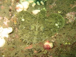 Abbs August '09 003.jpg